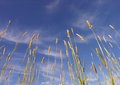 Growth-Grass Growing To Sky